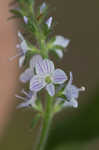 Common gypsyweed